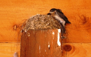 Swift Nest